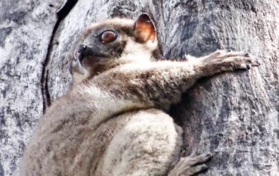 lémurien en voyage à Madagascar